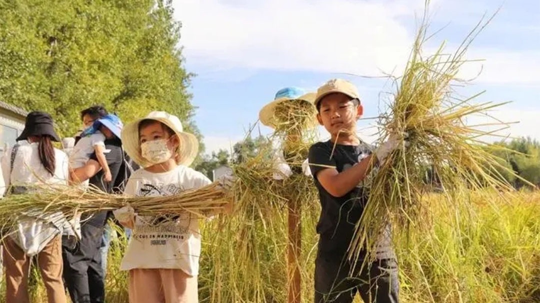 【清心研学】收水稻、挖红薯、做稻草人......白马湖秋收大作战，等你“稻”来~