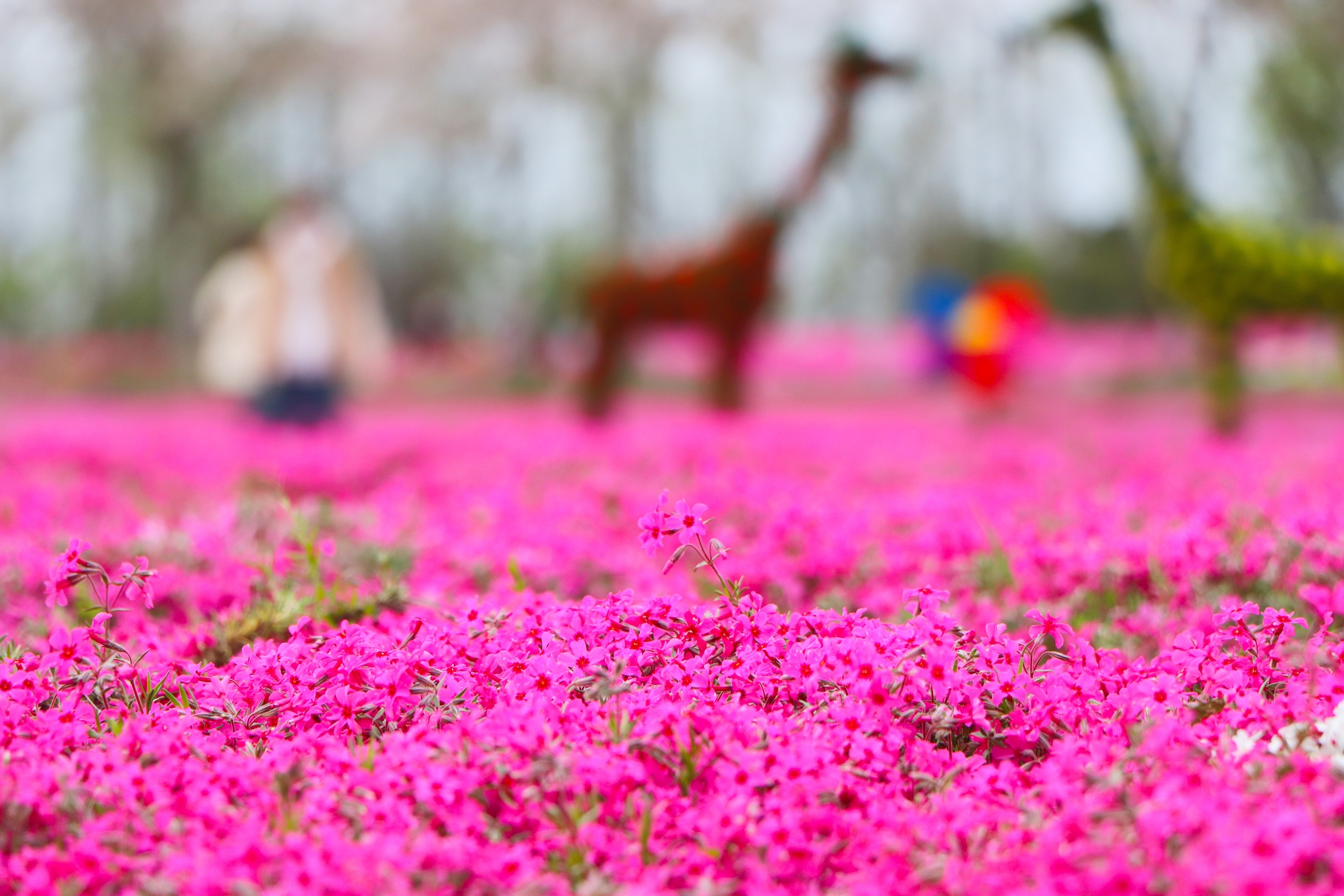 惊艳！2024淮安芝樱花海季，4月13日起盛花迎客！领门票啦~