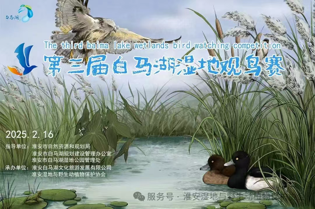 世界湿地日｜第三届江苏淮安白马湖湿地观鸟赛报名开始啦
